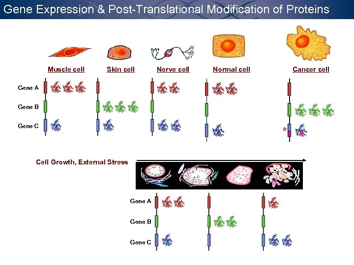 Gene Expression & Post-Translational Modification of Proteins Muscle cell Skin cell Gene A Gene