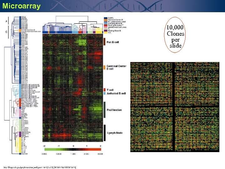 Microarray 10, 000 Clones per slide 