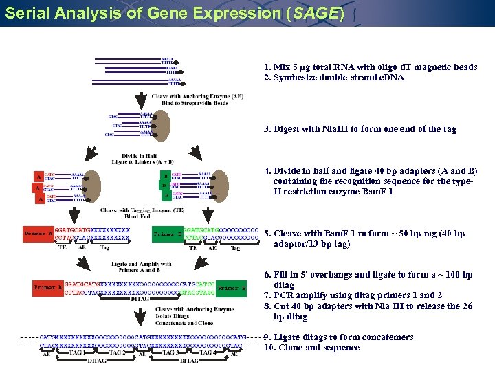 Serial Analysis of Gene Expression (SAGE) 1. Mix 5 µg total RNA with oligo