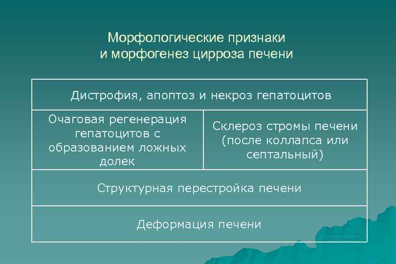 Морфологические признаки и морфогенез цирроза печени Дистрофия, апоптоз и некроз гепатоцитов Очаговая регенерация гепатоцитов