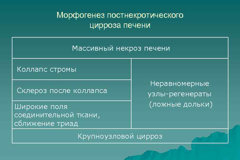 Морфогенез постнекротического цирроза печени Массивный некроз печени Коллапс стромы Склероз после коллапса Широкие поля