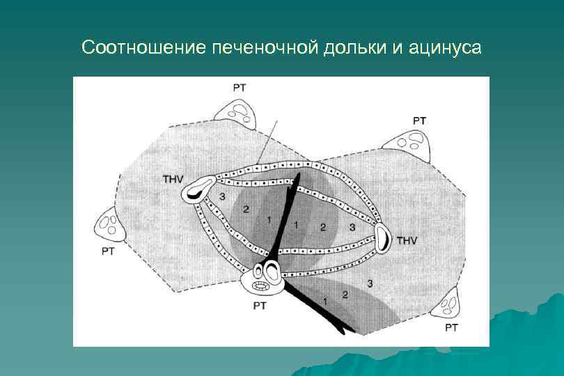 Соотношение печеночной дольки и ацинуса 