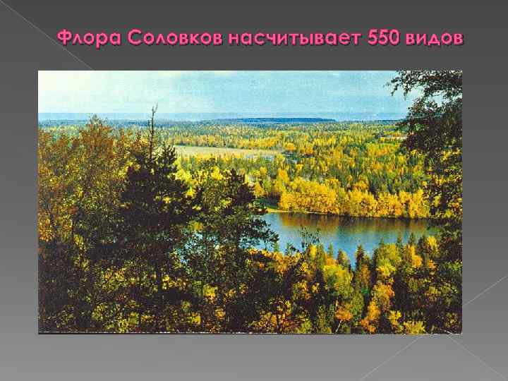 Флора Соловков насчитывает 550 видов 