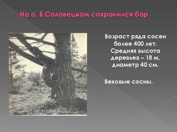 На о. Б. Соловецком сохранился бор Возраст ряда сосен более 400 лет. Средняя высота