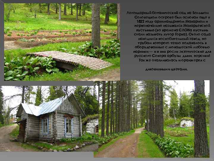 Легендарный ботанический сад на Большом Соловецком острове был основан еще в 1822 году архимандритом