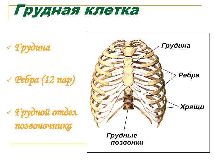 Грудная клетка ü Грудина ü Ребра (12 пар) ü Грудной отдел позвоночника 