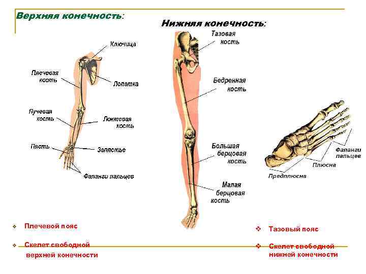 7 скелет конечностей. Строение скелета верхних и нижних конечностей. Скелет свободной верхней конечности анатомия. Строение верхней конечности и нижней конечности. Верхние и нижние конечности человека анатомия.