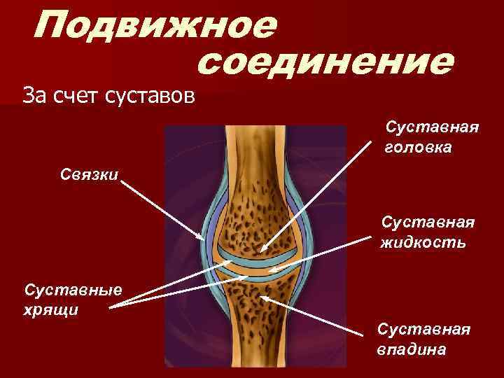 Подвижное соединение За счет суставов Суставная головка Связки Суставная жидкость Суставные хрящи Суставная впадина