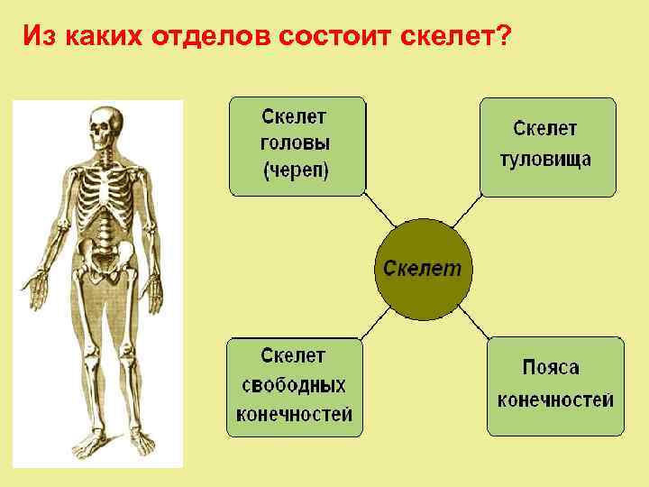 Из чего состоит скелет человека