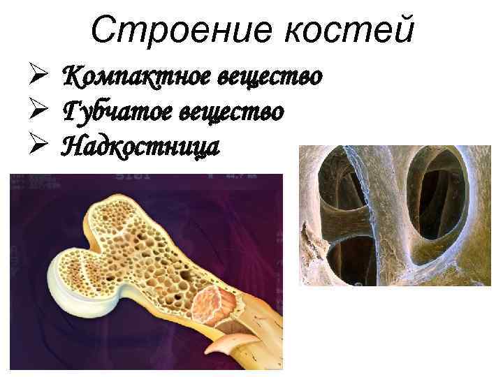 Строение костей Ø Компактное вещество Ø Губчатое вещество Ø Надкостница 