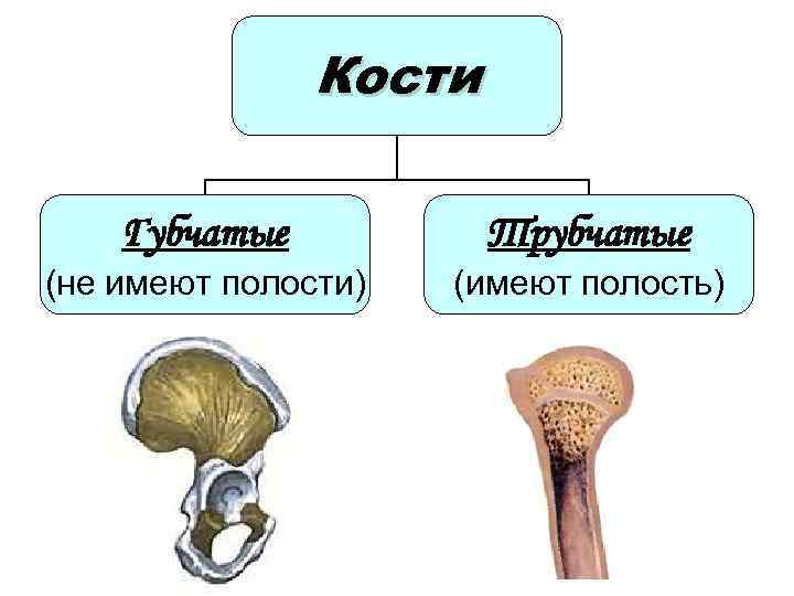 Кости Губчатые Трубчатые (не имеют полости) (имеют полость) 