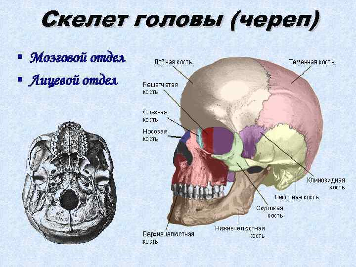 Скелет головы (череп) § Мозговой отдел § Лицевой отдел 