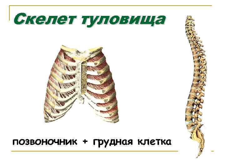 Скелет туловища позвоночник + грудная клетка 