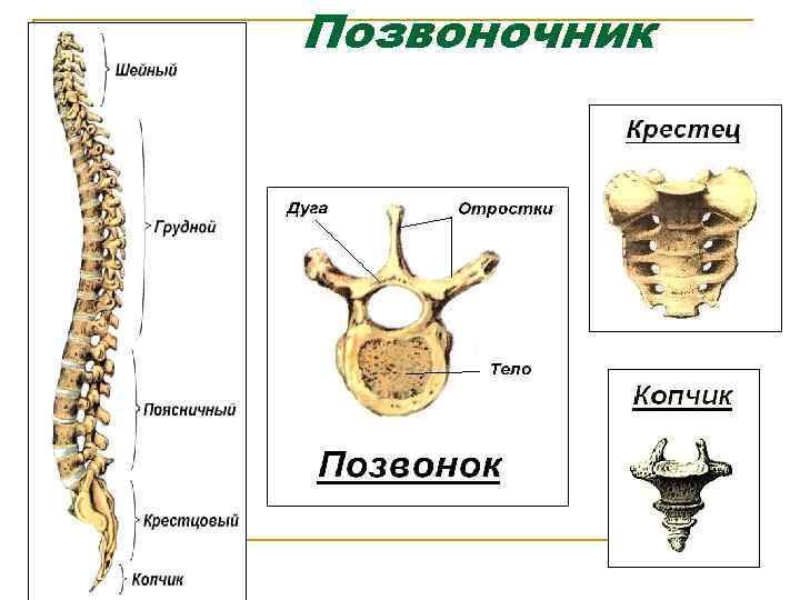 Позвоночник 