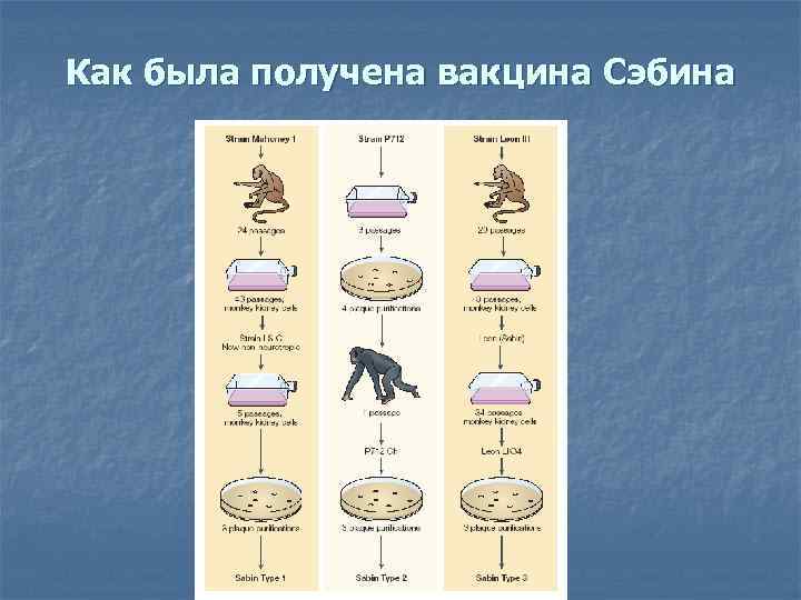 Как была получена вакцина Сэбина 