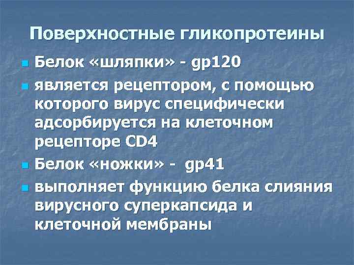 Поверхностные гликопротеины n n Белок «шляпки» - gp 120 является рецептором, с помощью которого