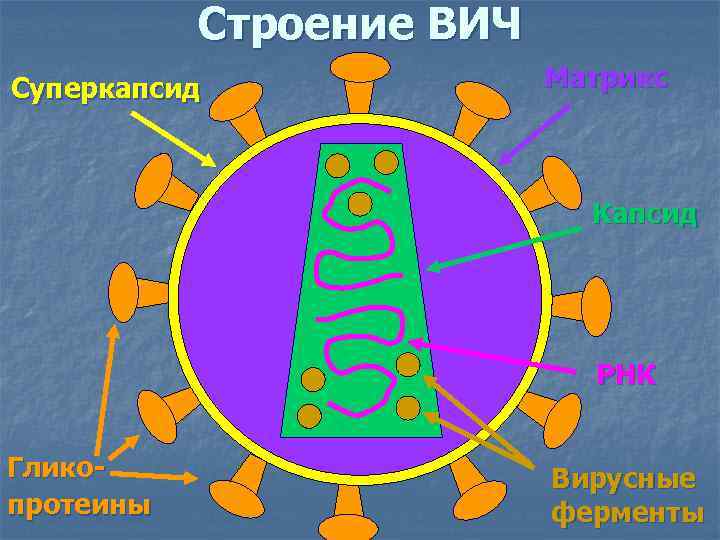 Строение ВИЧ Суперкапсид Матрикс Капсид РНК Гликопротеины Вирусные ферменты 