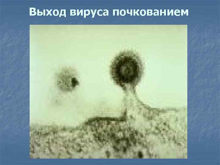 Выход вируса почкованием 