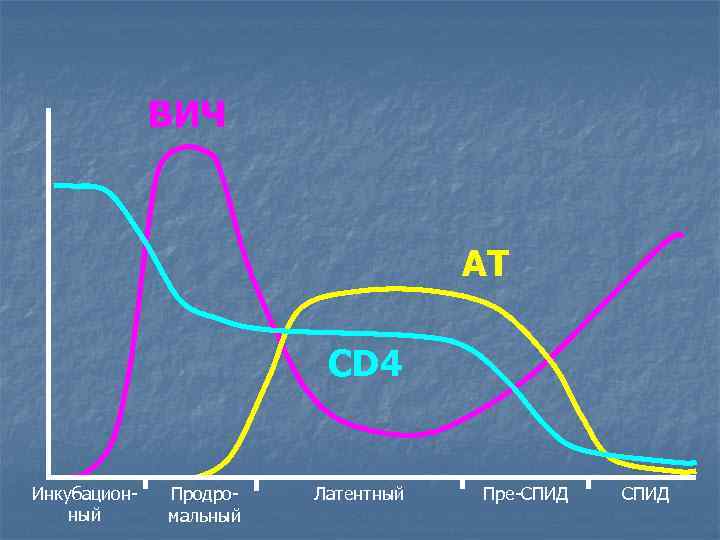 ВИЧ АТ CD 4 Инкубационный Продромальный Латентный Пре-СПИД 