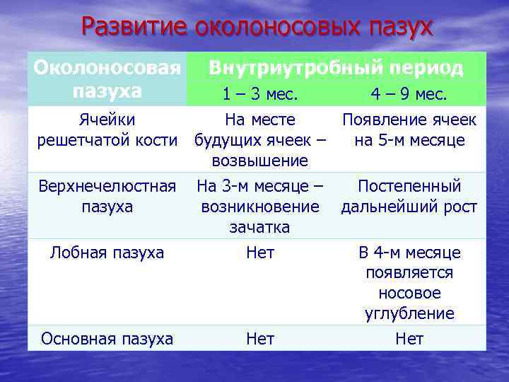 Развитие околоносовых пазух Околоносовая пазуха Внутриутробный период 1 – 3 мес. 4 – 9