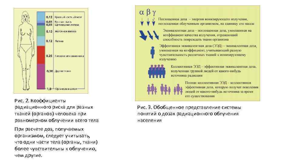 Рис. 2. Коэффициенты радиационного риска для разных тканей (органов) человека при равномерном облучении всего