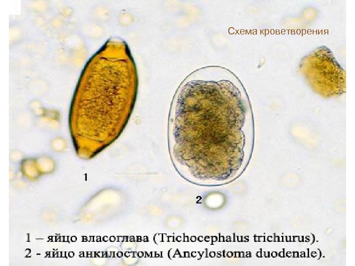 Схема кроветворения 
