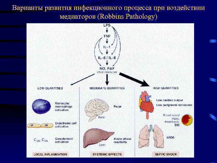 Варианты развития инфекционного процесса при воздействии медиаторов (Robbins Pathology) 