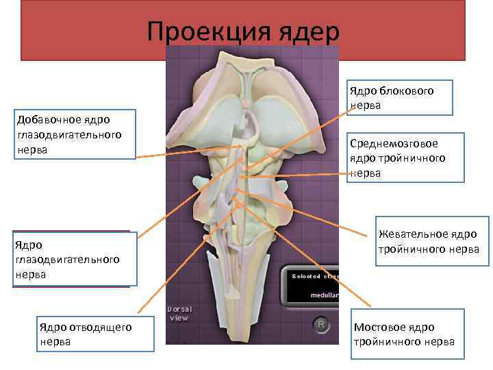 Проекция ядер