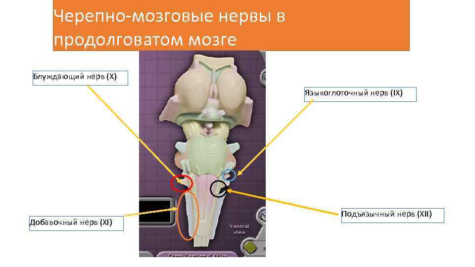 Нервные продолговатого мозга. Добавочный нерв продолговатый мозг. Блуждающий нерв продолговатый мозг. ЧМН продолговатого мозга. Нервы продолговатого мозга.