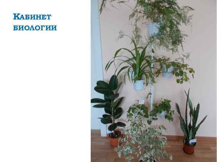 КАБИНЕТ БИОЛОГИИ 