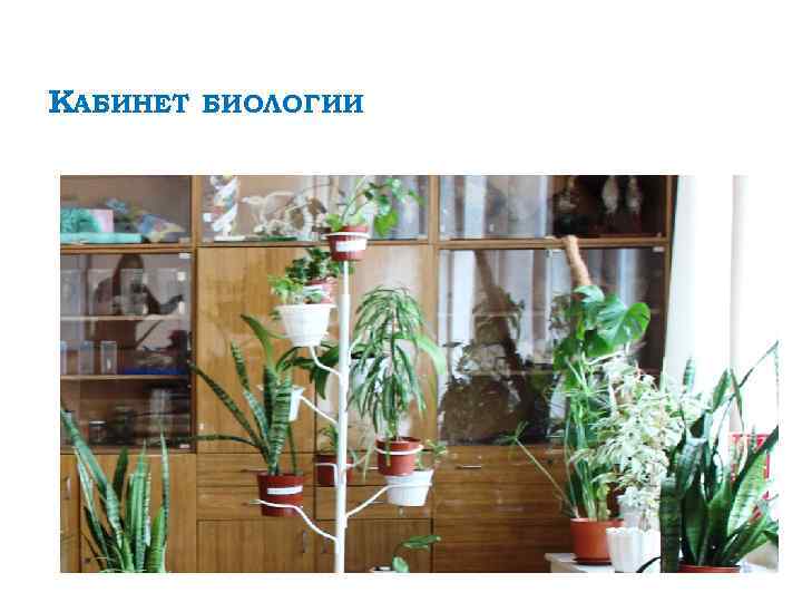 КАБИНЕТ БИОЛОГИИ 
