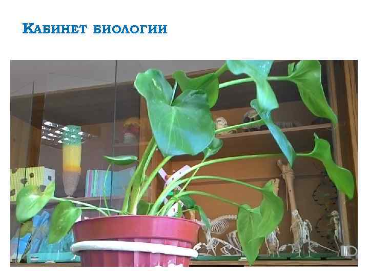 КАБИНЕТ БИОЛОГИИ 