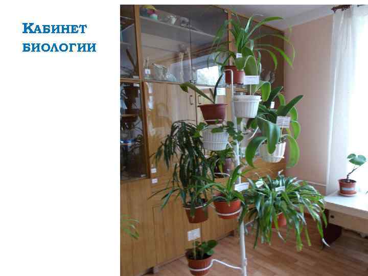 КАБИНЕТ БИОЛОГИИ 