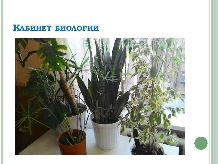 КАБИНЕТ БИОЛОГИИ 