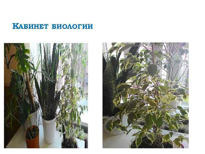 КАБИНЕТ БИОЛОГИИ 