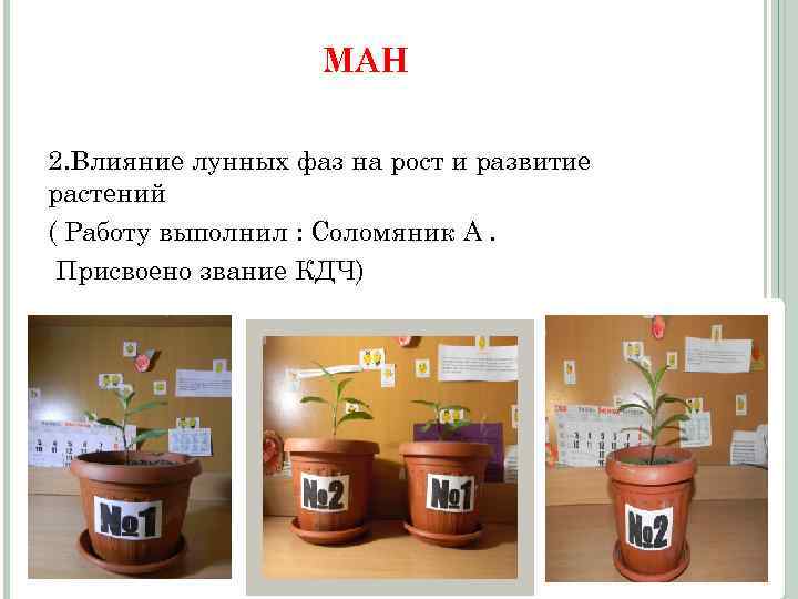 МАН 2. Влияние лунных фаз на рост и развитие растений ( Работу выполнил :