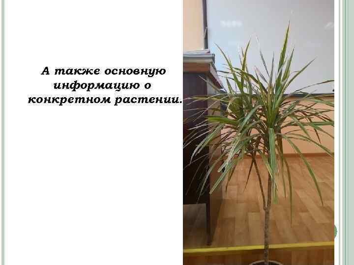 А также основную информацию о конкретном растении. 