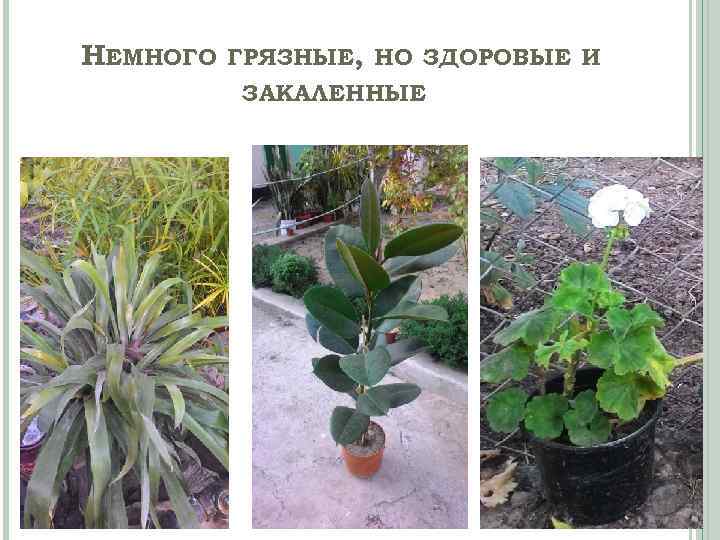 НЕМНОГО ГРЯЗНЫЕ, НО ЗДОРОВЫЕ И ЗАКАЛЕННЫЕ 