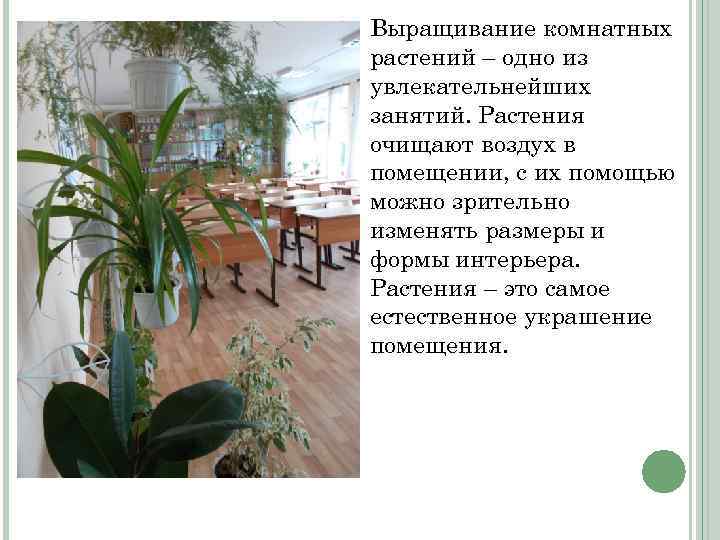 Выращивание комнатных растений – одно из увлекательнейших занятий. Растения очищают воздух в помещении, с