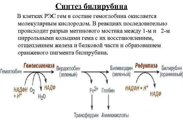 Синтез билирубина В клетках РЭС гем в составе гемоглобина окисляется молекулярным кислородом. В реакциях