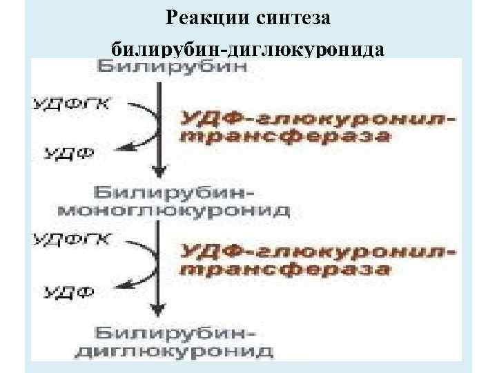 Реакции синтеза билирубин-диглюкуронида 