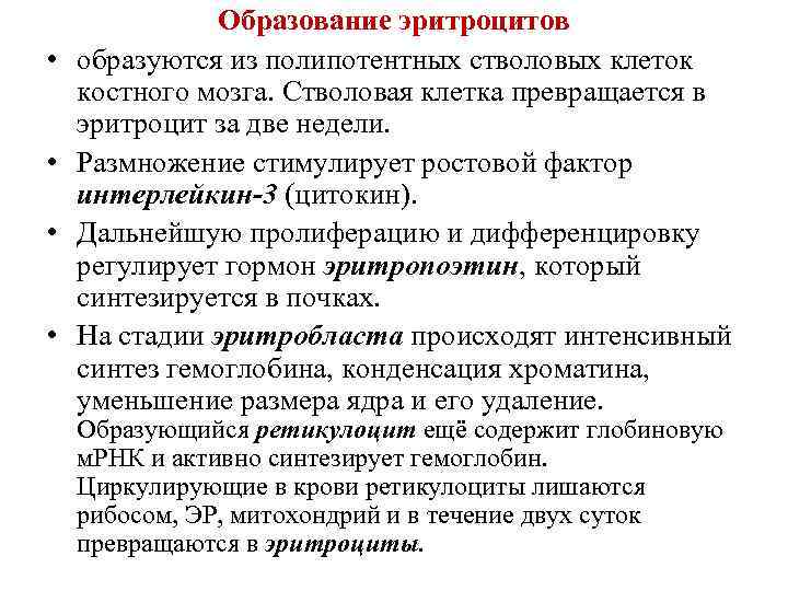  • • Образование эритроцитов образуются из полипотентных стволовых клеток костного мозга. Стволовая клетка