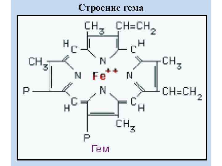 Строение гема 