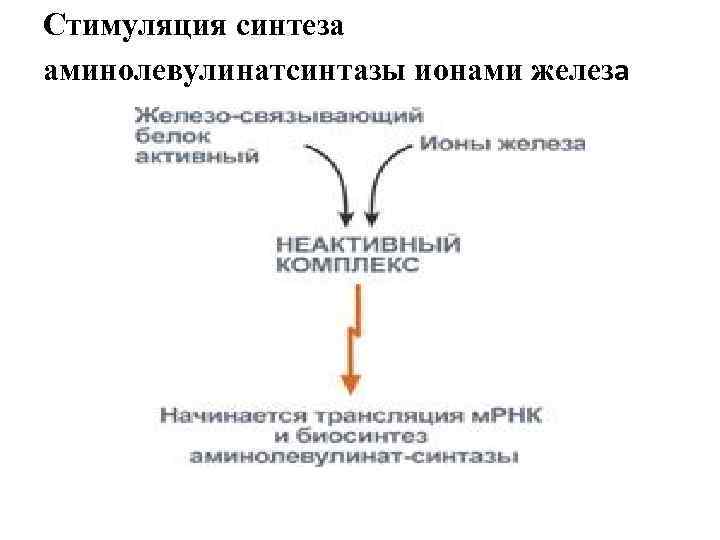 Стимуляция синтеза аминолевулинатсинтазы ионами железа 