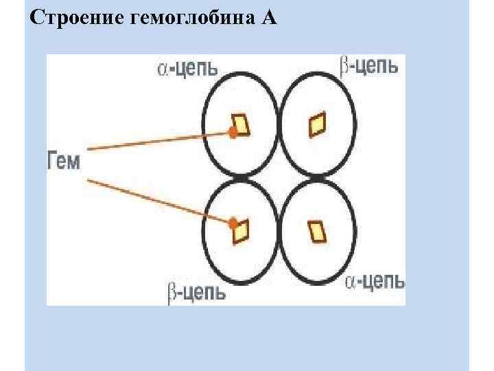 Строение гемоглобина А 