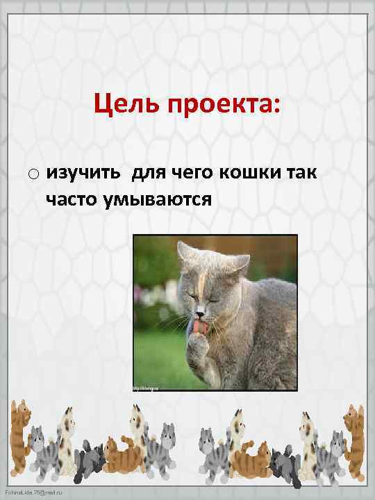 Цель проекта: o изучить для чего кошки так часто умываются Fokina. Lida. 75@mail. ru