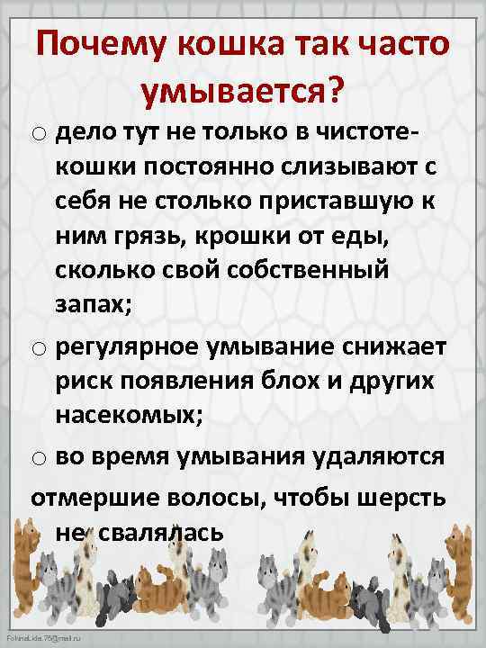 Почему кошка так часто умывается? o дело тут не только в чистотекошки постоянно слизывают
