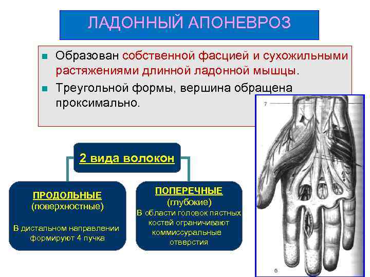 ЛАДОННЫЙ АПОНЕВРОЗ n n Образован собственной фасцией и сухожильными растяжениями длинной ладонной мышцы. Треугольной