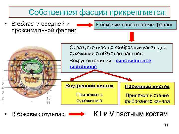 Собственная фасция прикрепляется: • В области средней и проксимальной фаланг: К боковым поверхностям фаланг