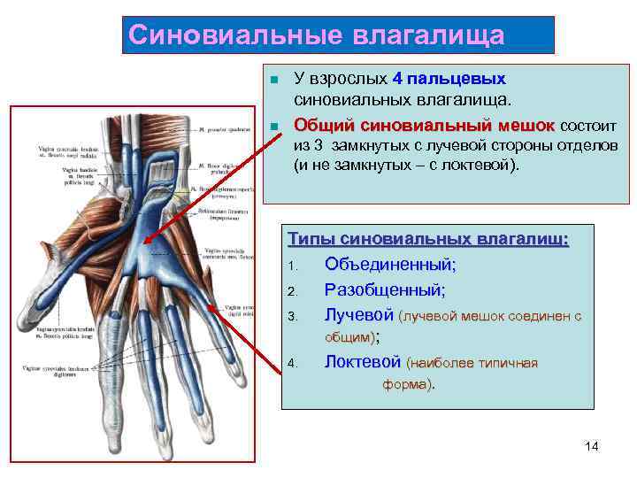 Синовиальные влагалища n n У взрослых 4 пальцевых синовиальных влагалища. Общий синовиальный мешок состоит